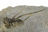 Multi-Toned Leonaspsis Trilobite With Spiny Cyphaspis #323479-4
